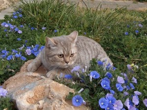 Серебристый пятнистый табби окрас британских кошек: фото галерея, стандарт породы, виды окрасов. Серебристые пятнистые табби британские кошки, коты, котята. Британцы серебристые пятнистые табби. 